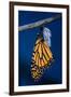 Monarch Butterfly Emerging from Cocoon-Philip Gendreau-Framed Photographic Print