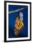 Monarch Butterfly Emerging from Cocoon-Philip Gendreau-Framed Photographic Print