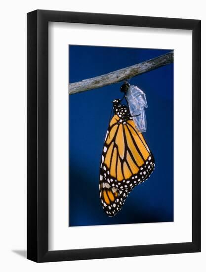 Monarch Butterfly Emerging from Cocoon-Philip Gendreau-Framed Photographic Print