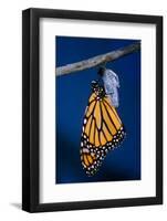 Monarch Butterfly Emerging from Cocoon-Philip Gendreau-Framed Photographic Print