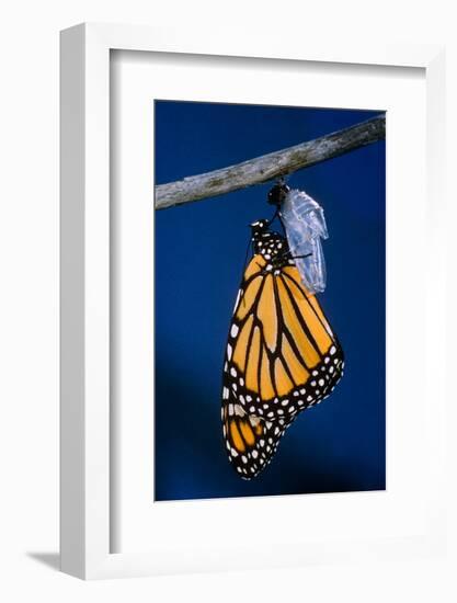 Monarch Butterfly Emerging from Cocoon-Philip Gendreau-Framed Photographic Print