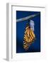 Monarch Butterfly Emerging from Cocoon-Philip Gendreau-Framed Photographic Print