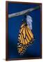 Monarch Butterfly Emerging from Cocoon-Philip Gendreau-Framed Photographic Print