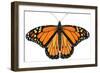 Monarch Butterfly (Gouache)-Damstra Emily-Framed Premium Giclee Print