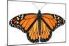 Monarch Butterfly (Gouache)-Damstra Emily-Mounted Premium Giclee Print