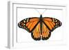 Monarch Butterfly (Gouache)-Damstra Emily-Framed Giclee Print