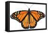 Monarch Butterfly (Gouache)-Damstra Emily-Framed Stretched Canvas
