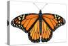 Monarch Butterfly (Gouache)-Damstra Emily-Stretched Canvas