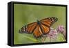 Monarch Butterfly Male on Swamp Milkweed Marion Co., Il-Richard ans Susan Day-Framed Stretched Canvas