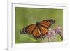 Monarch Butterfly Male on Swamp Milkweed Marion Co., Il-Richard ans Susan Day-Framed Photographic Print