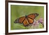 Monarch Butterfly Male on Swamp Milkweed Marion Co., Il-Richard ans Susan Day-Framed Photographic Print