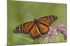 Monarch Butterfly Male on Swamp Milkweed Marion Co., Il-Richard ans Susan Day-Mounted Photographic Print