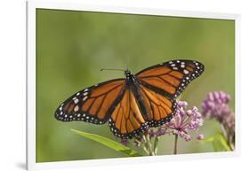 Monarch Butterfly Male on Swamp Milkweed Marion Co., Il-Richard ans Susan Day-Framed Photographic Print