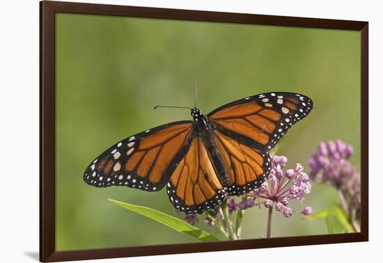 Monarch Butterfly Male on Swamp Milkweed Marion Co., Il-Richard ans Susan Day-Framed Photographic Print