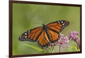 Monarch Butterfly Male on Swamp Milkweed Marion Co., Il-Richard ans Susan Day-Framed Photographic Print
