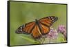 Monarch Butterfly Male on Swamp Milkweed Marion Co., Il-Richard ans Susan Day-Framed Stretched Canvas