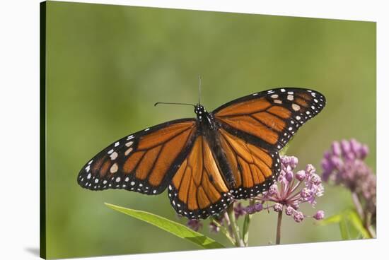 Monarch Butterfly Male on Swamp Milkweed Marion Co., Il-Richard ans Susan Day-Stretched Canvas