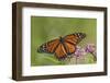 Monarch Butterfly Male on Swamp Milkweed Marion Co., Il-Richard ans Susan Day-Framed Photographic Print