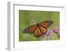 Monarch Butterfly Male on Swamp Milkweed Marion Co., Il-Richard ans Susan Day-Framed Photographic Print