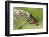 Monarch Butterfly Male on Swamp Milkweed Marion Co., Il-Richard ans Susan Day-Framed Photographic Print