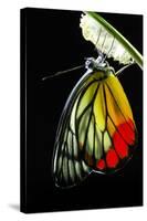 Monarch Butterfly, Milkweed Mania, Baby Born in the Nature.-10 FACE-Stretched Canvas