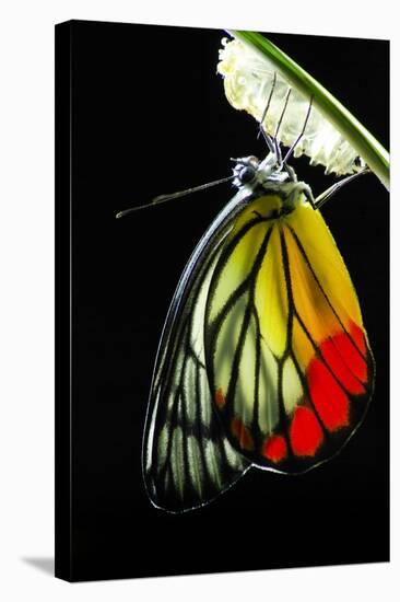 Monarch Butterfly, Milkweed Mania, Baby Born in the Nature.-10 FACE-Stretched Canvas