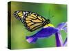 Monarch Butterfly on a Dutch Iris-Darrell Gulin-Stretched Canvas