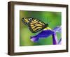 Monarch Butterfly on a Dutch Iris-Darrell Gulin-Framed Photographic Print