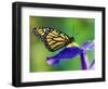 Monarch Butterfly on a Dutch Iris-Darrell Gulin-Framed Photographic Print