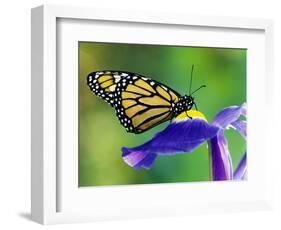 Monarch Butterfly on a Dutch Iris-Darrell Gulin-Framed Photographic Print