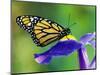 Monarch Butterfly on a Dutch Iris-Darrell Gulin-Mounted Photographic Print