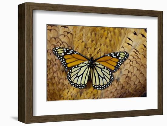 Monarch Butterfly on Breast Feathers of Ring-Necked Pheasant Design-Darrell Gulin-Framed Photographic Print
