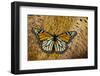 Monarch Butterfly on Breast Feathers of Ring-Necked Pheasant Design-Darrell Gulin-Framed Photographic Print