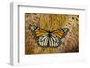 Monarch Butterfly on Breast Feathers of Ring-Necked Pheasant Design-Darrell Gulin-Framed Photographic Print