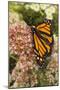 Monarch butterfly on butterfly weed flowers-Adam Jones-Mounted Photographic Print