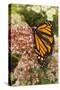 Monarch butterfly on butterfly weed flowers-Adam Jones-Stretched Canvas