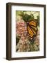 Monarch butterfly on butterfly weed flowers-Adam Jones-Framed Photographic Print