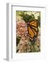 Monarch butterfly on butterfly weed flowers-Adam Jones-Framed Photographic Print