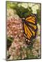 Monarch butterfly on butterfly weed flowers-Adam Jones-Mounted Photographic Print