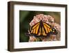 Monarch butterfly on butterfly weed flowers-Adam Jones-Framed Photographic Print
