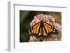 Monarch butterfly on butterfly weed flowers-Adam Jones-Framed Photographic Print
