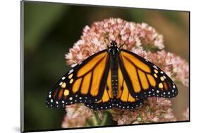 Monarch butterfly on butterfly weed flowers-Adam Jones-Mounted Photographic Print