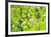 Monarch butterfly on Buttonbush flower, Austin, Texas, Usa-Jim Engelbrecht-Framed Photographic Print