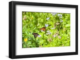 Monarch butterfly on Buttonbush flower, Austin, Texas, Usa-Jim Engelbrecht-Framed Photographic Print