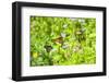 Monarch butterfly on Buttonbush flower, Austin, Texas, Usa-Jim Engelbrecht-Framed Photographic Print