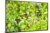 Monarch butterfly on Buttonbush flower, Austin, Texas, Usa-Jim Engelbrecht-Mounted Photographic Print