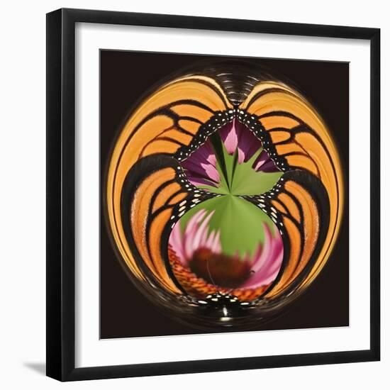 Monarch Butterfly on Cone Flower, Louisville, Kentucky, USA-Adam Jones-Framed Photographic Print