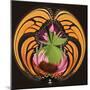 Monarch Butterfly on Cone Flower, Louisville, Kentucky, USA-Adam Jones-Mounted Photographic Print