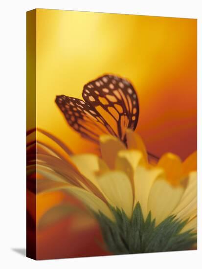Monarch Butterfly on Daisy-null-Stretched Canvas