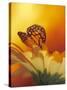 Monarch Butterfly on Daisy-null-Stretched Canvas